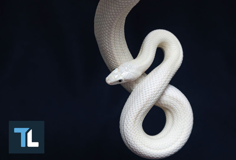 snake diet weight loss