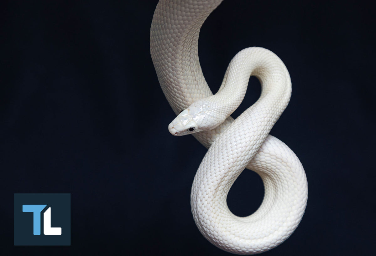 snake diet weight loss