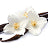 Variant Vanilla