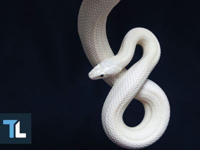 snake diet weight loss