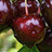 Variant Black Cherry