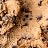 Variant Chocolate Chip Cookie Dough