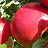Variant Sweet Apple